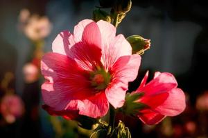 linda malva rosa althaea rosea flor florescendo no jardim de verão foto