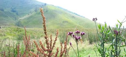 várias variantes de flores e gramíneas espalhadas pelos prados nas montanhas bromo tengger, indonésia foto