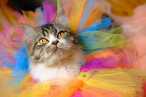 gato fofo com fragmentos de tutus de balé colorido foto