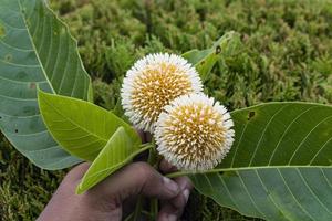 flor kadam agarrada por uma mão. foto