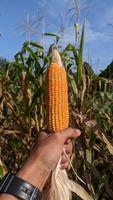 espigas de milho maduras são agarradas no campo de milho. foto