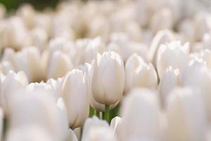 close-up de tulipas brancas no jardim foto