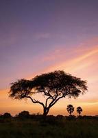 nascer do sol no parque nacional de murchison falls, uganda foto