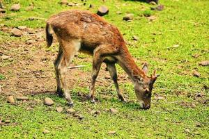 um jovem cervo forrageando em um prado verde foto