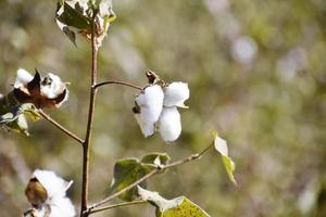 cultivo de algodão e campo de algodão foto