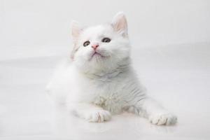 gato maine coon em fundo branco foto