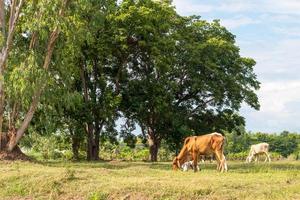 vacas tailandesas brancas e marrons pastam perto de uma grande árvore. foto