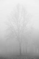 árvore no dia de inverno nebuloso foto