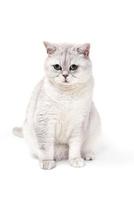 gato esfumaçado britânico lorthair isolado no branco está sentado e watc foto