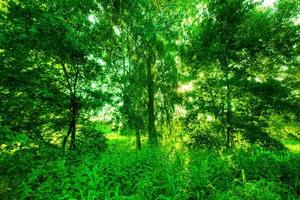 parque de verão verde. sol brilhando através das árvores, folhas foto