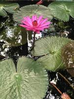 flor de lótus que floresce de manhã foto