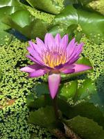 flor de lótus que floresce de manhã foto