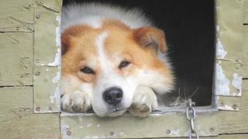 um cachorro em uma cabine. lindo retrato de um cachorro vermelho. foto de perto de um cachorro