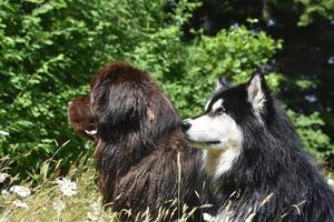 cão de raça pura terra nova e cão husky juntos foto