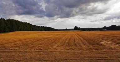 campo de outono em tempo nublado foto