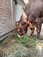 uma vaca come grama verde fresca no celeiro foto