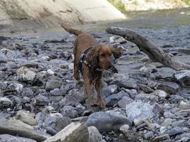 cachorrinho cão jovem cocker spaniel inglês enquanto estiver na água foto