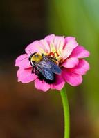 abelha de carpinteiro senta-se na flor rosa brilhante foto