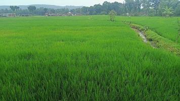 paisagem de campo de arroz verde na ásia foto