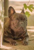 uma estreita zona de foco nos olhos. um jovem cão da raça bulldog francês encontra-se em um dia ensolarado. foto