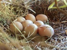 ovos de galinha caipira na postura de ovos de ninho foto