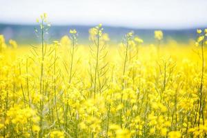 campo da bela flor dourada da primavera de colza closeup no fundo desfocado, canola colza em latim brassica napus com estrada rural e bela nuvem, colza é planta para indústria verde foto