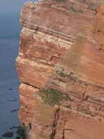 pássaros na ilha de helgoland foto