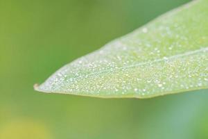 orvalho da manhã na folha de eucalipto com gota de água no dia da manhã foto