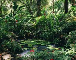 nenúfares, nymphaeaceae, na floresta tropical foto