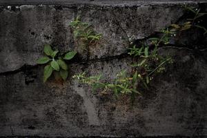 planta trepadeira na parede foto