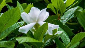 gardênia jasminoides ou flores de jasmim do cabo. feche as flores pequenas  brancas isoladas no fundo preto. vista superior flores exóticas. 11721003  Foto de stock no Vecteezy