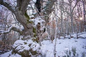 Carvalho de 500 anos na montanha nevada, quercus petraea foto