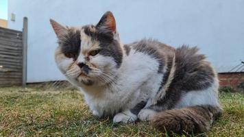 gato está posando no jardim de casa foto