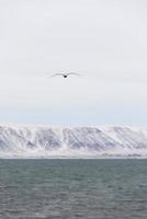 uma gaivota voando livremente sobre o oceano atlântico com montanhas nevadas ao fundo na islândia foto