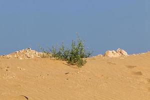 plantas verdes e flores crescem na areia do deserto. foto