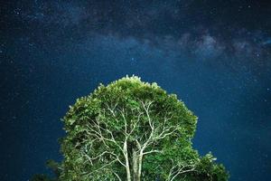 fundo da via láctea de cena noturna, árvores contra o céu à noite foto