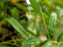 gotas de chuva em folhas verdes frescas foto