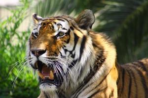 tigre no zoológico foto