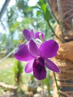 lindas orquídeas roxas no jardim. nome científico dendrobium bigibbum. foto