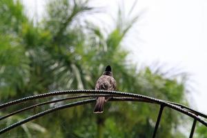 pássaro bulbul vermelho ventilado. foto