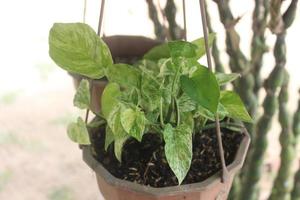 close-up de uma bela planta de betel marfim em uma panela e pendurada no jardim. o nome científico é epipremnum aureum. usado para plantas ornamentais de interior e exterior. foto