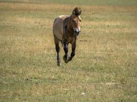 retrato de cavalo przewalski no verão foto