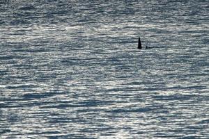 orca orca no mar mediterrâneo ao pôr do sol vindo da islândia foto