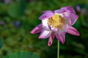 flores aquáticas em jardins aquáticos de vaipahi, taiti, polinésia francesa foto