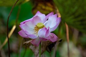 flores aquáticas em jardins aquáticos de vaipahi, taiti, polinésia francesa foto