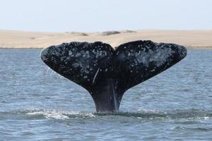 cauda de baleia cinzenta descendo no fundo das dunas de areia da bahia magdalena foto