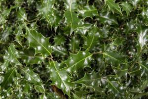 detalhe de folha de planta de natal de vassoura de açougueiro foto