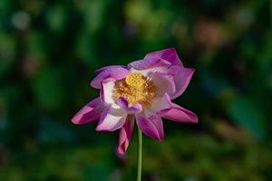 flores aquáticas em jardins aquáticos de vaipahi, taiti, polinésia francesa foto