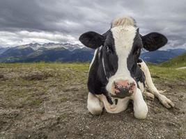 vaca no fundo da montanha de dolomitas foto