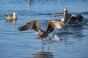 gaivota pegando peixe na água cristalina foto